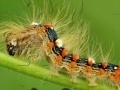 Juego Caterpillar