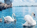 Juego Swan family slide puzzle