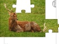 Juego Jigsaw: Young Deer