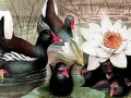 Juego Black swans and lotus puzzle