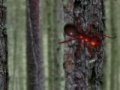 Juego Hidden Forest Ants
