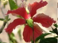 Juego Jigsaw: Pale red flower