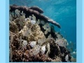 Juego Coral reef jigsaw