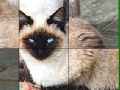 Juego Blue Eyed Cats Slide Puzzle