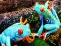 Juego Blue frogs slide puzzle