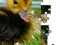 Juego Jigsaw: Little Duckling 