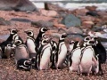 Juego Penguin Jigsaw