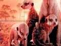 Juego Little shy meerkat family slide puzzle