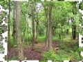 Juego Jigsaw: Woods
