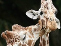 Juego Cute giraffes slide puzzle
