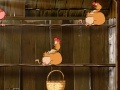 Juego Chickens of Ryaby