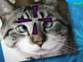 Juego Funny Cats