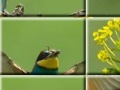 Juego Puzzle craze beautiful birds 