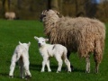 Juego Jigsaw: Sheep And Lamb