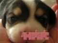 Juego Cute puzzle: Puppy