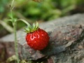 Juego Strawberry puzzle 