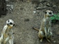 Juego Jigsaw: Two meerkats