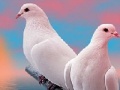 Juego Lovely white doves slide puzzle