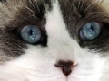 Juego Jigsaw: Cat Face