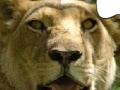 Juego Jigsaw: Resting Lion