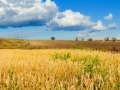 Juego Jigsaw: Golden Wheat Field