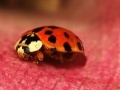 Juego Jigsaw: Pink Plant Ladybug