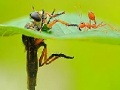 Juego Little ant and leaf slide puzzle