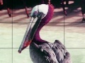 Juego Pink headed pelican slide puzzle