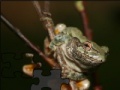Juego Portrait of a wood frog