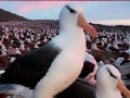 Juego Slide Puzzle: Seagull 