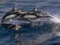 Juego Dolphins Sliding Puzzle