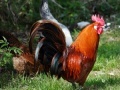 Juego Jigsaw: Rooster 
