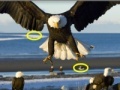 Juego Spot the difference: Animals