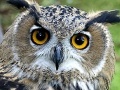 Juego Owl