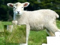 Juego Jigsaw: Lamb