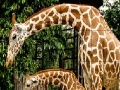 Juego Giraffes in the forest slide puzzle